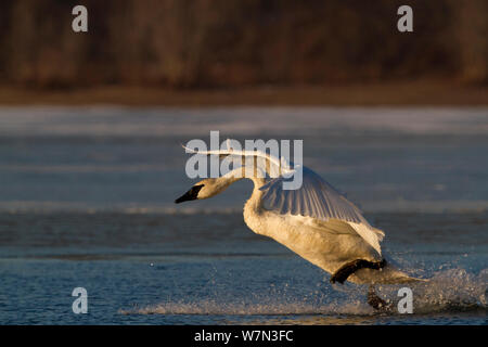 Trompeter Schwan (Cygnus buccinator) Landung auf offener Strecke von St. Croix River in dwan Licht. Wisconsin, USA, Februar. Stockfoto