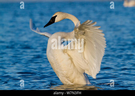 Trompeter Schwan (Cygnus buccinator) stretching Flügel auf dem Wasser. St. Croix River, Wisconsin, USA, Februar. Stockfoto