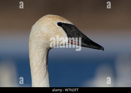 Trompeter Schwan (Cygnus buccinator) Portrait. St. Croix River, Wisconsin, USA, Februar. Stockfoto