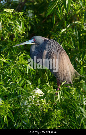 Dreifarbige Heron (Egretta tricolor) in Zucht Gefieder. Osecola County, Florida, USA, März. Stockfoto