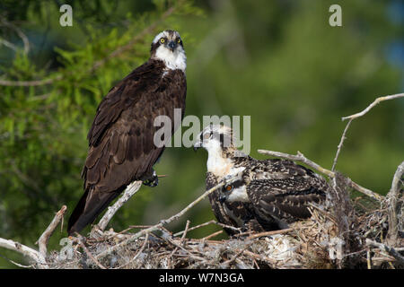 Fischadler (Pandion haliaetus) mit Küken im Nest in kahlen Zypressen. Blue Cypress Lake, Vero Beach, Florida, USA, April. Stockfoto