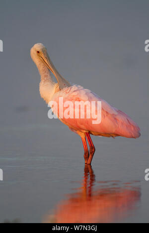Sub - Erwachsene Rosalöffler (Platalea ajaja) Putzen im flachen Wasser. Sarasota County, Florida, USA, April. Stockfoto