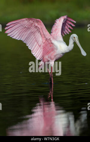 Sub - Erwachsene Rosalöffler (Platalea ajaja) seine Flügel, die sich im flachen Wasser. Sarasota County, Florida, USA, April. Stockfoto