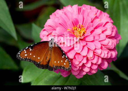 Queen Butterfly (Danaus gilippus) auf zinnia Blume. Geneva, Illinois, USA, September. Stockfoto