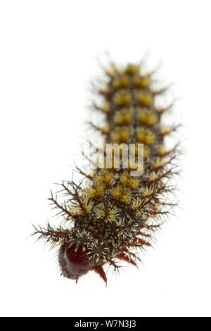 Caterpillar Larve von Buck Motte (Hemileuca Maia) Schottland County, North Carolina, USA, Juni, meetyourneighborsproject.net Stockfoto