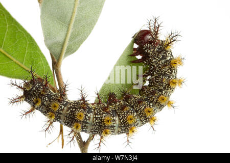 Caterpillar Larve von Buck Motte (Hemileuca Maia) Fütterung auf Blatt, Schottland County, North Carolina, USA, Juni, meetyourneighborsproject.net Stockfoto