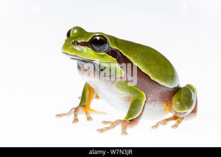 Pine Barrens treefrog (Hyla andersonii) Richmond County, North Carolina, USA, Mai, meetyourneighborsproject.net Stockfoto