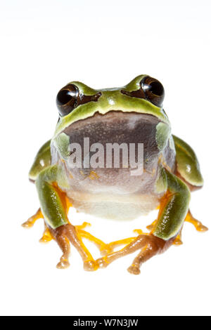 Pine Barrens treefrog (Hyla andersonii) Richmond County, North Carolina, USA, Mai, meetyourneighborsproject.net Stockfoto