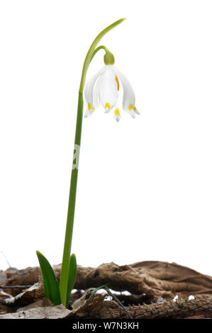 Märzenbecher (Leucojum vernum) in Blume, Kocevje, Slowenien, März, meetyourneighbors.net Projekt Stockfoto