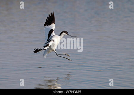 Säbelschnäbler (Recurvirostra Avosetta) Landung Lancashire, UK, April Stockfoto