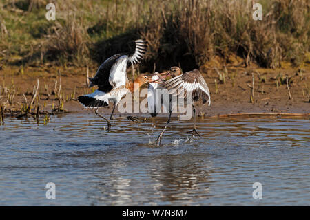 Schwarz-tailed Godwits (Cygnus olor) über nahrungsrevier im Sommer Gefieder, Lancashire, UK, April Stockfoto