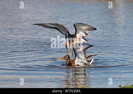 Schwarz-tailed Godwits (Cygnus olor) kämpfen um nahrungsrevier im Sommer Gefieder Lancashire, UK, April Stockfoto