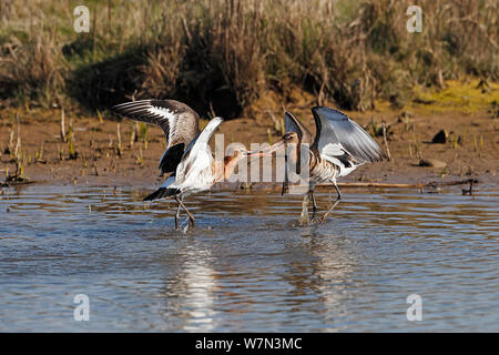 Schwarz-tailed Godwits (Cygnus olor) über nahrungsrevier im Sommer Gefieder, Lancashire, UK, April Stockfoto