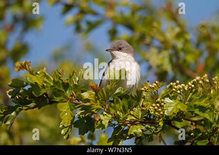 Lesser Whitethroat (Sylvia curruca) in Hawthorn auf Ackerland, Cheshire, UK, Mai gehockt Stockfoto