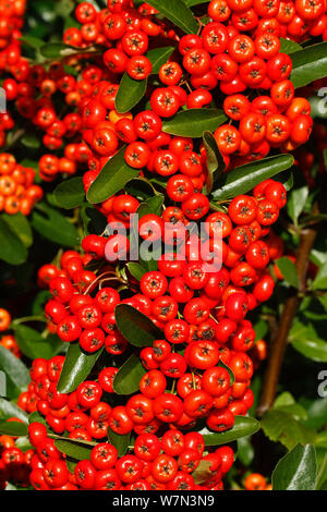 Firethorn (holzbär coccinea) Rot tragende Sorte in Garten Nahrung für Vögel, Cheshire, Großbritannien, Oktober Stockfoto