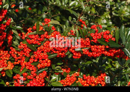 Firethorn (holzbär coccinea) Rot tragende Sorte in Garten Nahrung für Vögel, Cheshire, Großbritannien, Oktober Stockfoto