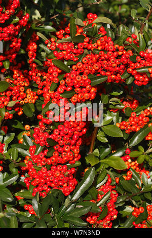 Firethorn (holzbär coccinea) Rot tragende Sorte in Garten Nahrung für Vögel, Cheshire, Großbritannien, Oktober Stockfoto