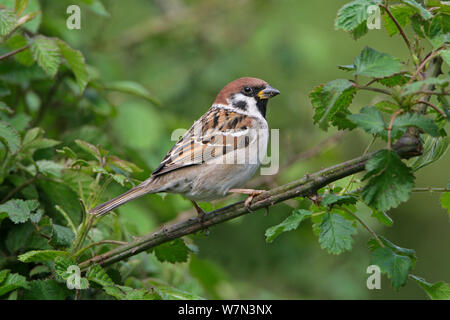 Feldsperling (Passer montanus) in Hedge auf Ackerland Midlands, UK thront, kann Stockfoto