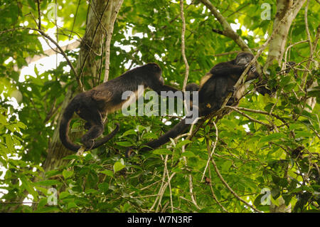 Zwei weibliche Mantled/Golden Brüllaffen (Alouatta palliata) mit einem Kleinkind in Baumkronen, Lalo Loor finden, Provinz Manabi, Ecuador. Stockfoto