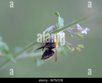 Weiß Thomisus onustus Crab spider Beute verschlingen. Schönen Hintergrund Stockfoto