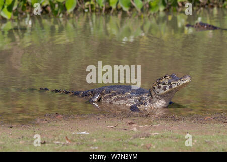 Yacare Kaimane (Caiman yacare) Water's Edge, Pantanal, Pocone, Brasilien Stockfoto