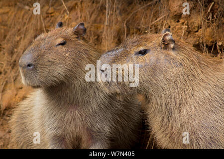 Capybara (Hydrochoerus hydrochaeris) männlich und weiblich, Pantanal, Pocone, Brasilien Stockfoto