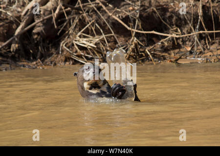 Riesenotter (Pteronura brasiliensis) spielen mit Plastikflasche, Pantanal, Pocone, Brasilien Stockfoto