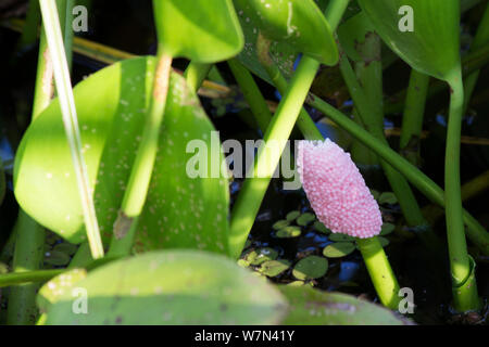 Goldene Apfelschnecke (Pomacea canaliculata) rosa Eier auf pflanzlichen Stammzellen, Pantanal, Brasilien Stockfoto