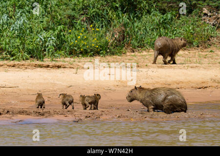 Capybara (Hydrochoerus hydrochaeris) Familie am Ufer, Pantanal, Pocone, Brasilien Stockfoto