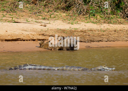 Capybara (Hydrochoerus hydrochaeris) Familie ruht auf Ufer mit Yacare Kaimane (Caiman yacare) in der Nähe, Pantanal, Pocone, Brasilien Stockfoto