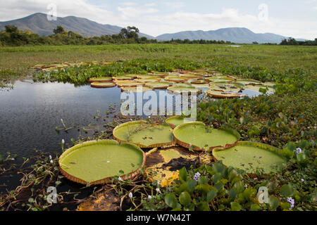 Riesige Seerosen (Victoria cruziana) Pantanal Matogrossense Nationalpark, Amolar Berge im Hintergrund, Brasilien Stockfoto