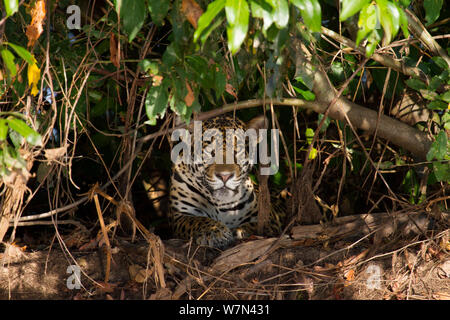 Jaguar (Panthera onca) ruht in der dichten Vegetation, Pantanal, Pocone, Brasilien Stockfoto