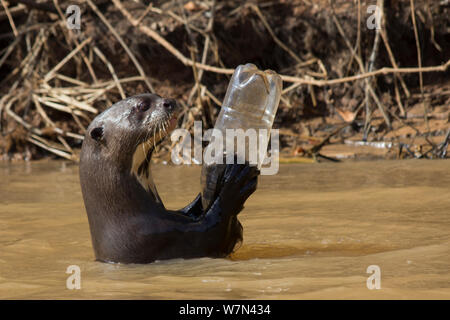 Riesenotter (Pteronura brasiliensis) erwachsenen Spielen mit Plastikflasche, Pantanal, Pocone, Brasilien Stockfoto