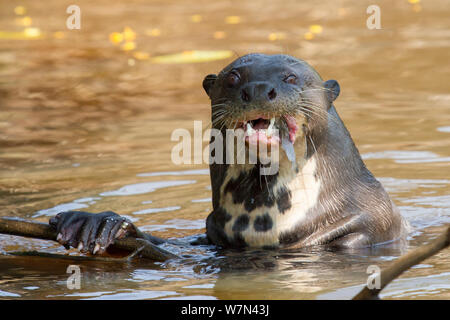 Riesenotter (Pteronura brasiliensis) Pantanal, Pocone, Brasilien Stockfoto