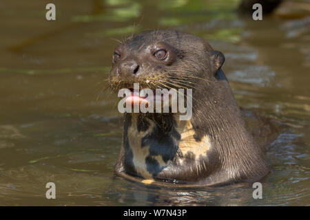 Riesenotter (Pteronura brasiliensis) Kopf hoch, Pantanal, Pocone, Brasilien Stockfoto