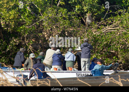 Touristen beobachten Wild Jaguar (Panthera onca) von Boot auf dem Fluss, Pantanal, Pocone, Brasilien Stockfoto