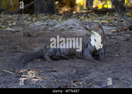 Riesenotter (Pteronura brasiliensis) aus Wasser, Pantanal, Pocone, Brasilien Stockfoto