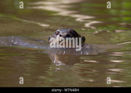 Riesenotter (Pteronura brasiliensis) schwimmen auf der Wasseroberfläche, Pantanal, Pocone, Brasilien Stockfoto