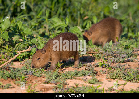 Capybara (Hydrochoerus hydrochaeris) zwei junge Personen mit Weiden, Pantanal, Pocone, Brasilien Stockfoto