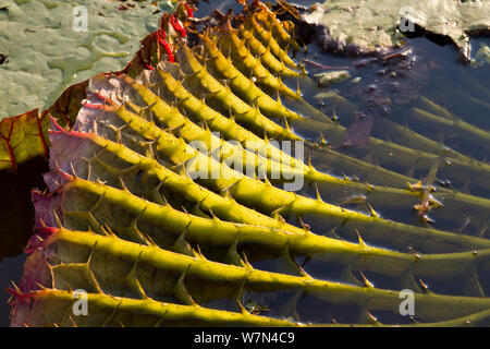 Riesige Seerosen (Victoria cruziana) die Unterseite der Blätter mit Stacheln zum Schutz gegen Fisch und dicken Stielen mit Luft gefüllte auf dem Wasser zu schweben, Pantanal Matogrossense Nationalpark, Brasilien Stockfoto