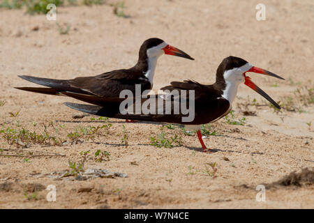 Schwarzes Abstreicheisen (Rynchops niger) Paar auf Sand, Pantanal Matogrossense Nationalpark, Brasilien Stockfoto