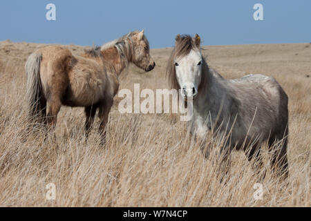 Welsh Mountain Ponys, Welsh Cob Welsh Pony von Cob (Equus ferus Caballus), Brecon Beacons, Wales, Großbritannien Stockfoto