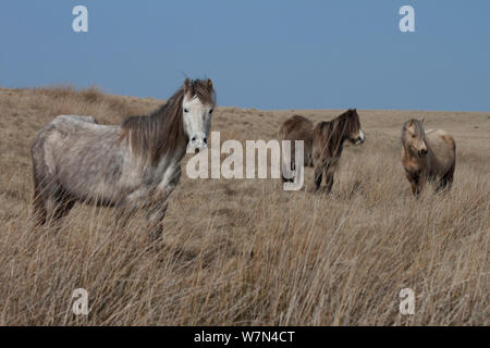 Welsh Mountain Ponys, Welsh Cob Welsh Pony von Cob (Equus ferus Caballus), Brecon Beacons, Wales, UK, März Stockfoto