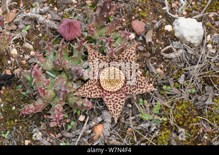 Star Flower (Orbea variegata) DeHoop Nature Reserve. Western Cape, Südafrika. Stockfoto