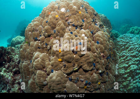 Weihnachtsbaum Worms (Spirobranchus giganteus) auf Porites coral Boulder, Andaman Sea, Thailand Stockfoto