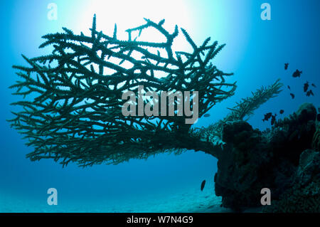 Table Top Coral (Acropora hyacinthus) auf sandigen Boden gegen die Sonne. Malediven, Indischer Ozean Stockfoto