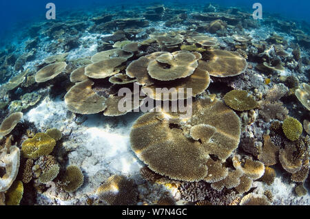 Table Top Korallen (Acropora hyacinthus) Sun dapple auf flachen Riffdach, Malediven, Indischer Ozean Stockfoto