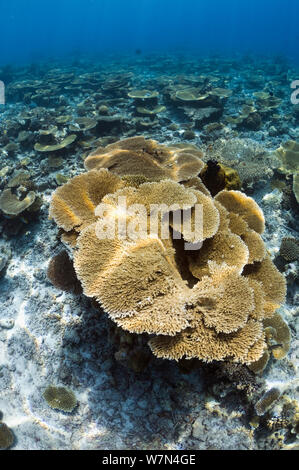 Table Top Korallen (Acropora hyacinthus) Sun dapple auf flachen Riffdach, Malediven, Indischer Ozean Stockfoto