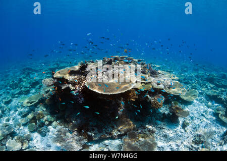 Table Top Korallen (Acropora hyacinthus) Sun dapple auf flachen Riffdach, Malediven, Indischer Ozean Stockfoto