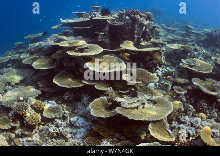 Table Top Korallen (Acropora hyacinthus) Sun dapple auf flachen Riffdach, Malediven, Indischer Ozean Stockfoto